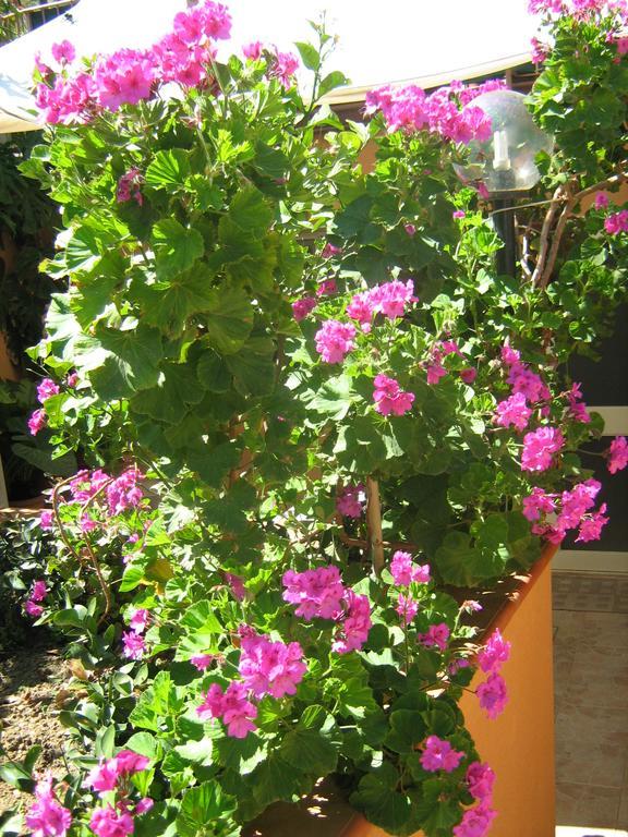 Terrazza Mimosa Lejlighed Cefalù Eksteriør billede