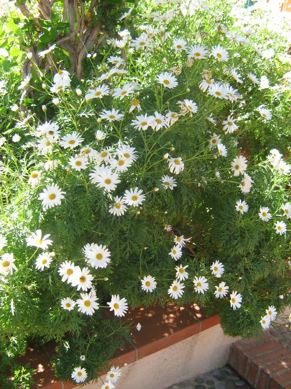 Terrazza Mimosa Lejlighed Cefalù Eksteriør billede